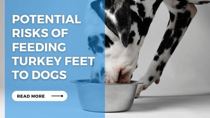 Potential Risks of Feeding Turkey Feet to Dogs