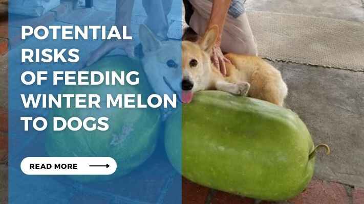 Potential Risks of Feeding Winter Melon to Dogs