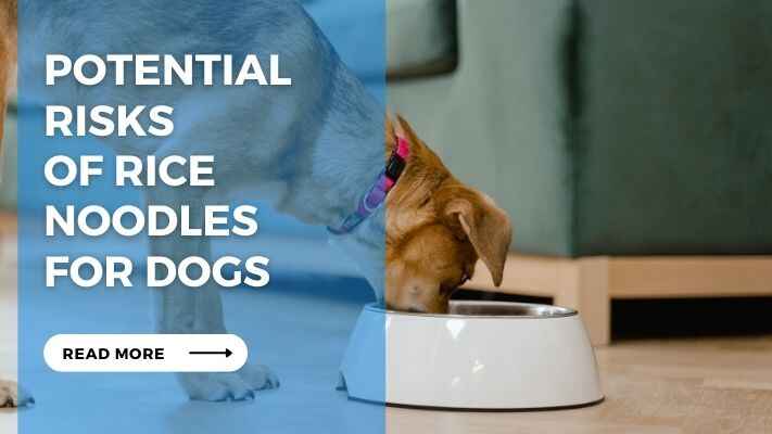 Potential Risks of Rice Noodles for Dogs