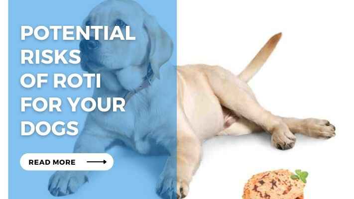 Potential Risks of Roti for Your Dogs