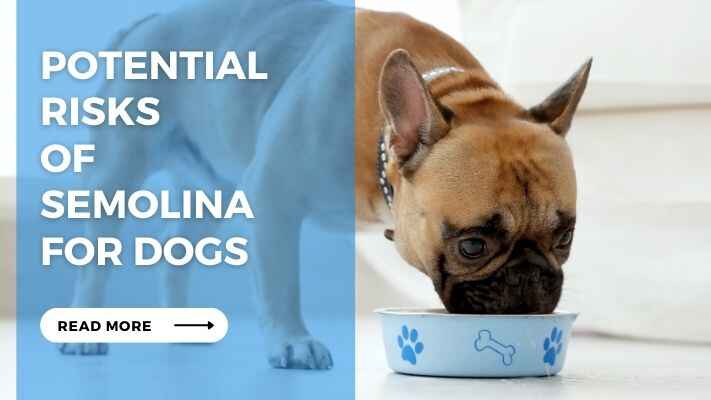 Potential Risks of Semolina for Dogs