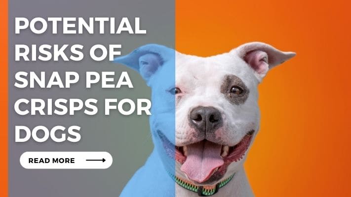 Potential Risks of Snap Pea Crisps for Dogs