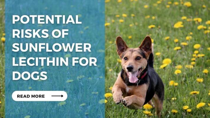 Potential Risks of Sunflower Lecithin for Dogs