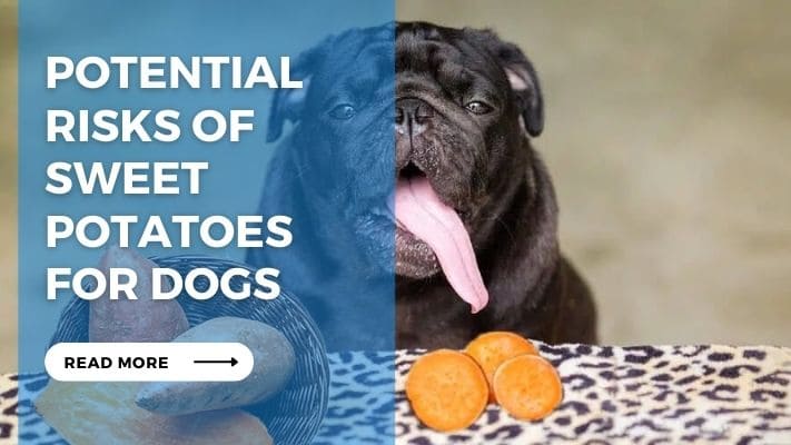 Potential Risks of Sweet Potatoes for Dogs