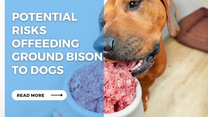 Potential  Risks  ofFeeding Ground Bison  to Dogs