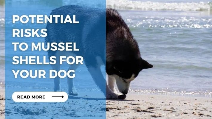 Potential Risks to Mussel Shells for Your Dog