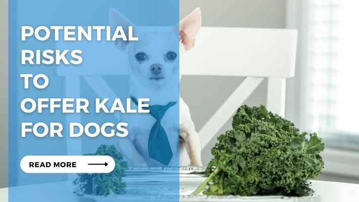 Potential Risks to Offer Kale for Dogs