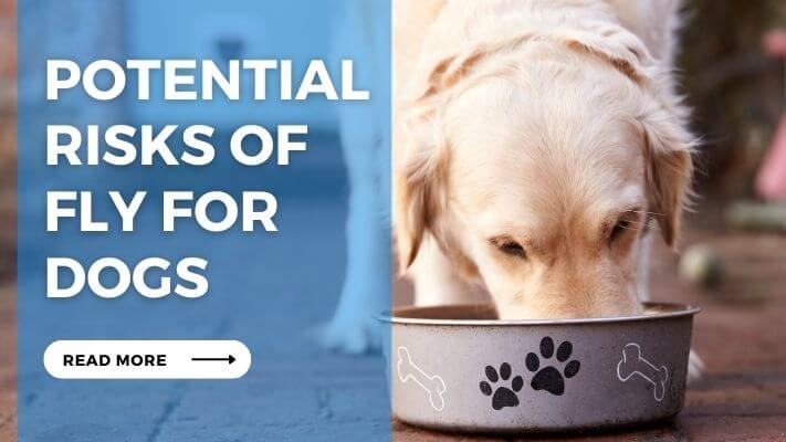 Potential risks of Fly for Dogs