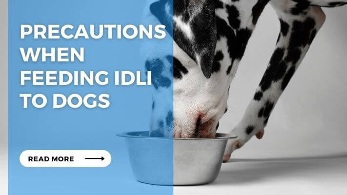 Precautions When Feeding Idli to Dogs