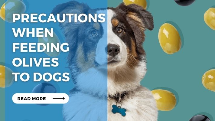 Precautions When Feeding Olives to Dogs
