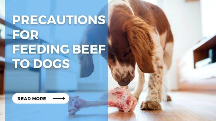 Precautions for Feeding Beef to Dogs