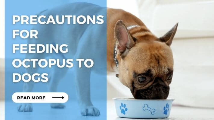 Precautions for Feeding Octopus to Dogs