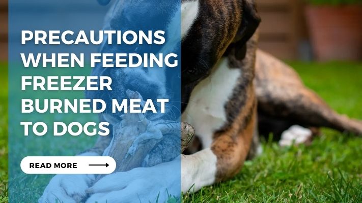 Precautions when Feeding Freezer  Burned Meat  to Dogs