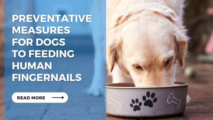 Preventative Measures for Dogs to Feeding Human Fingernails