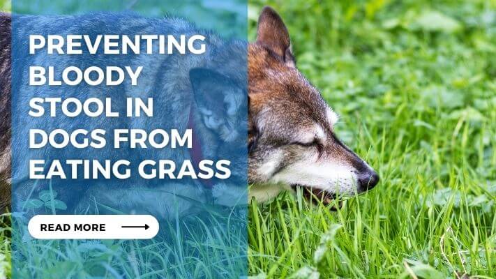 Preventing Bloody Stool in Dogs From Eating Grass