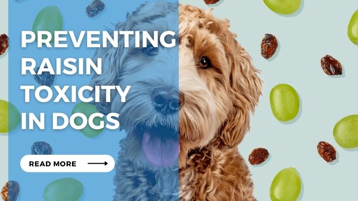 Preventing Raisin Toxicity in Dogs