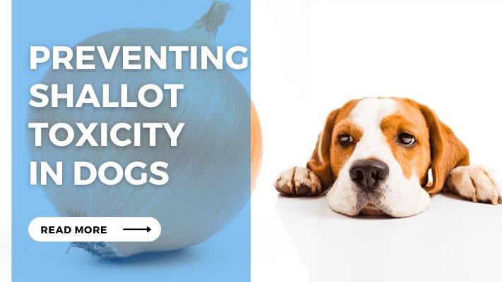 Preventing Shallot Toxicity  in Dogs