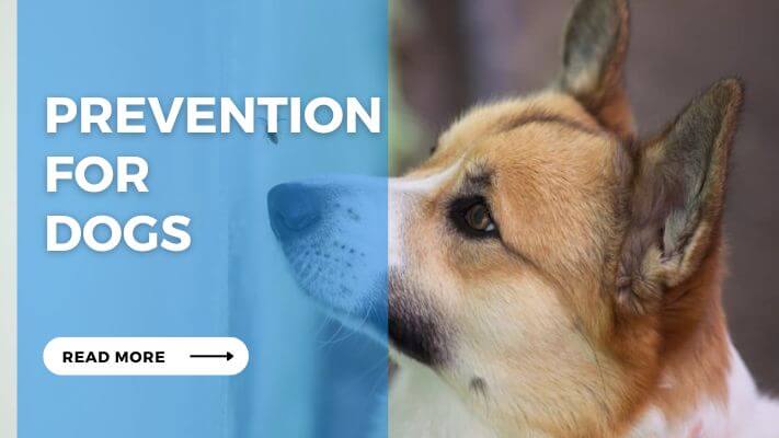 Prevention For Dogs