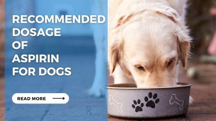 Recommended Dosage of Aspirin for Dogs
