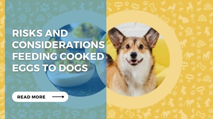 Risks and Considerations Feeding Cooked Eggs to Dogs