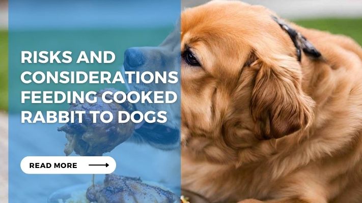 Risks and Considerations Feeding Cooked Rabbit to Dogs