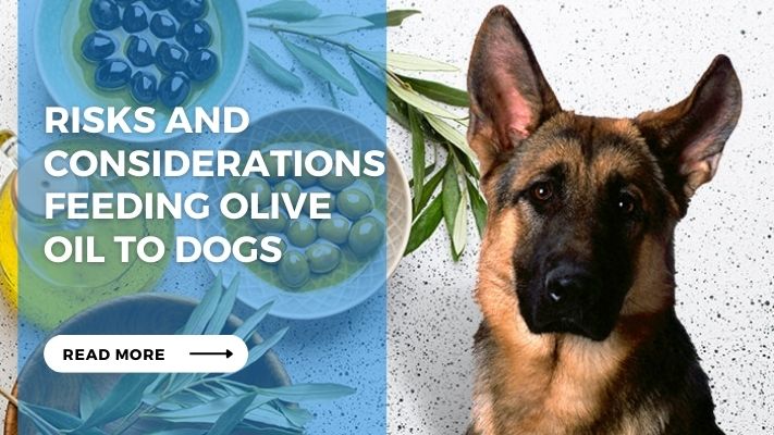 Risks and Considerations Feeding Olive Oil to Dogs