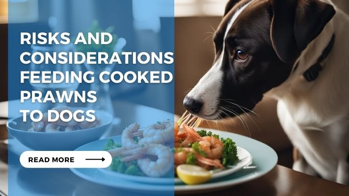 Risks and Considerations feeding Cooked Prawns  to Dogs