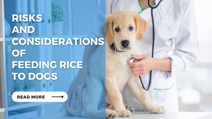 Risks and Considerations of Feeding Rice to Dogs