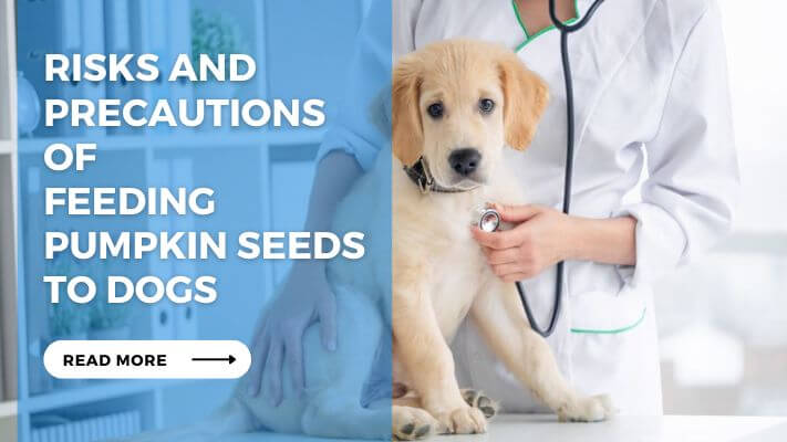 Risks and Precautions of Feeding Pumpkin Seeds to Dogs