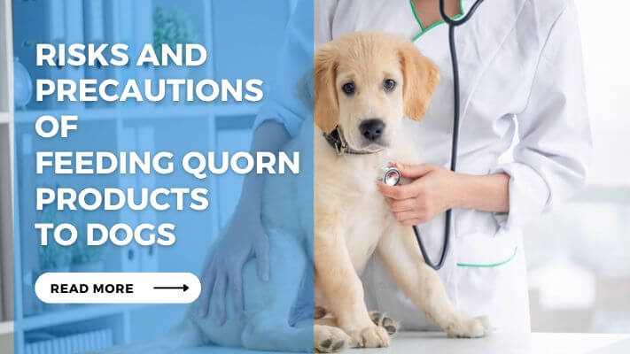 Risks and Precautions of Feeding Quorn Products to Dogs