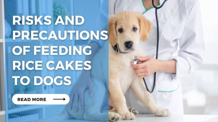 Risks and Precautions of Feeding Rice Cakes to Dogs