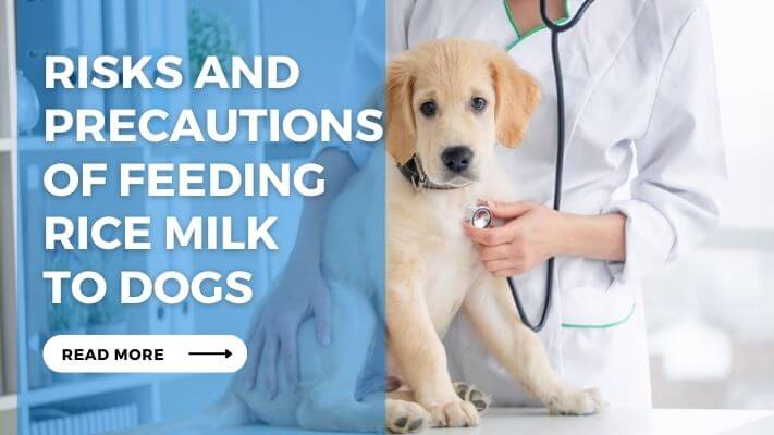 Risks and Precautions of Feeding Rice Milk to Dogs