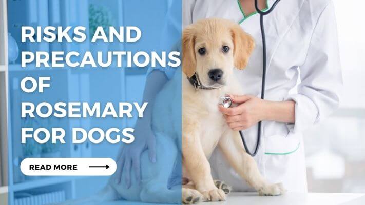 Risks and Precautions of Rosemary for Dogs