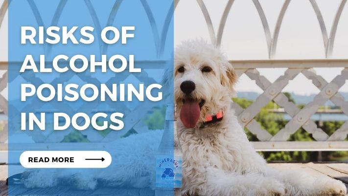 Risks of Alcohol Poisoning  in Dogs