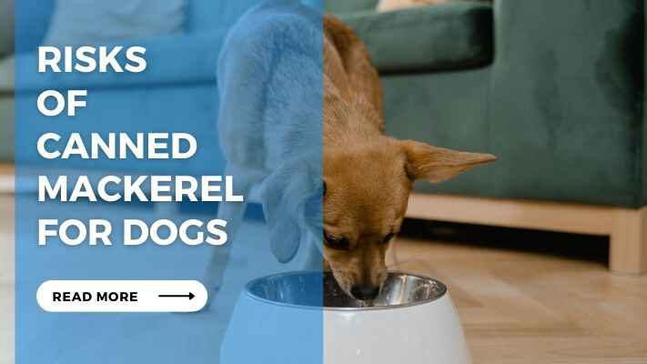 Risks of Canned Mackerel for Dogs