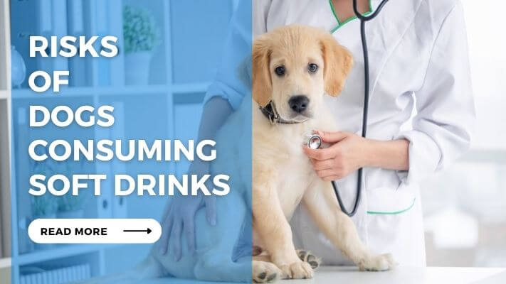 Risks of Dogs Consuming Soft Drinks