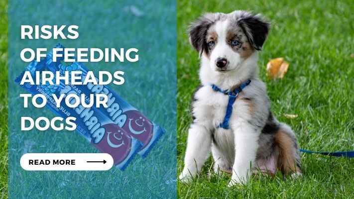 Risks of Feeding Airheads to Your Dogs