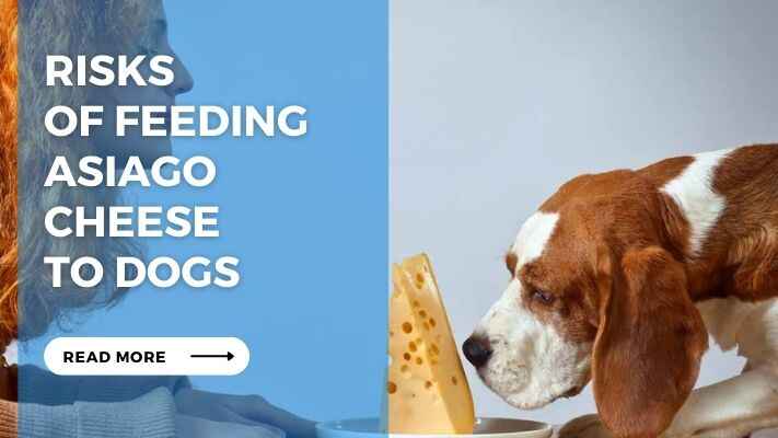 Risks of Feeding Asiago Cheese to Dogs