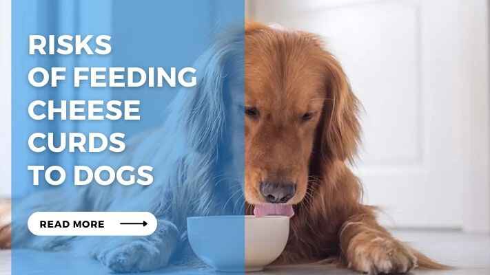 Risks of Feeding Cheese Curds to Dogs