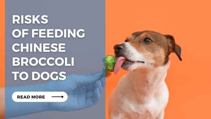 Risks of Feeding Chinese Broccoli to Dogs