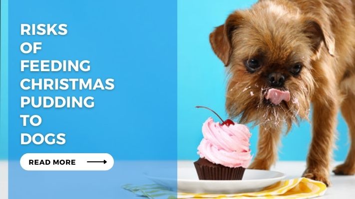 Risks of Feeding Christmas Pudding to Dogs