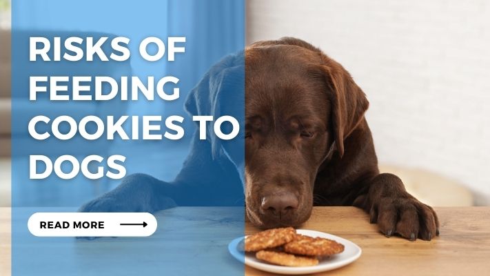 Risks of Feeding Cookies to Dogs