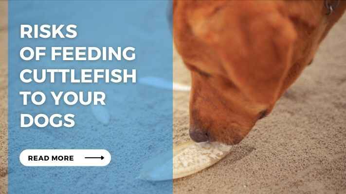Risks of Feeding Cuttlefish to Your Dogs