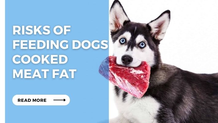 Risks of  Feeding Dogs Cooked  Meat Fat
