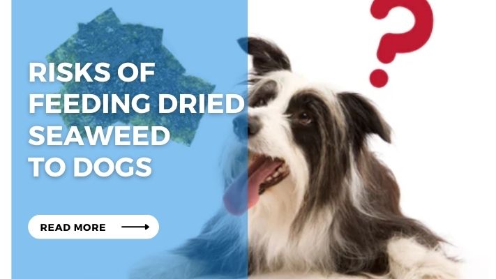 Risks of Feeding Dried  Seaweed  to Dogs