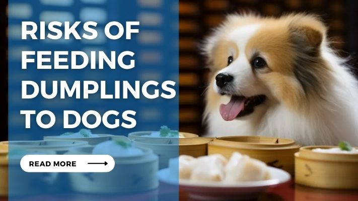 Risks of Feeding Dumplings to Dogs