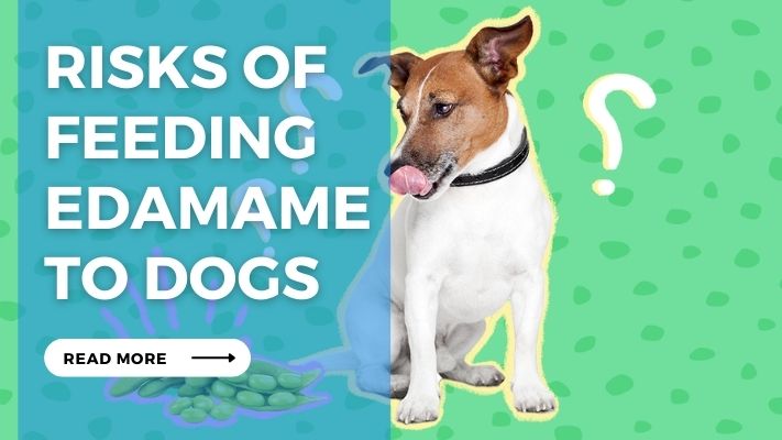 Risks of Feeding Edamame  to Dogs
