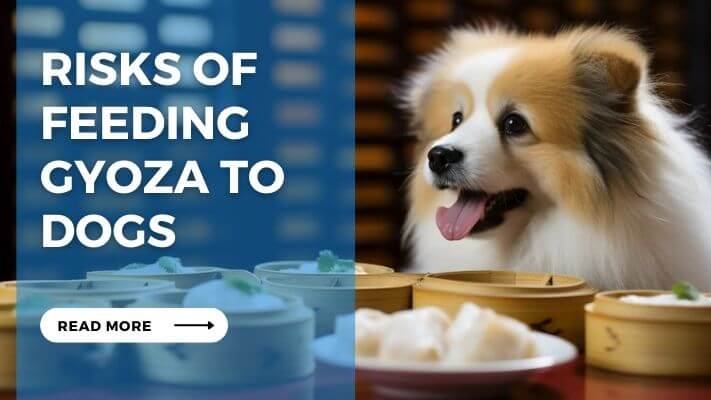 Risks of Feeding Gyoza to Dogs