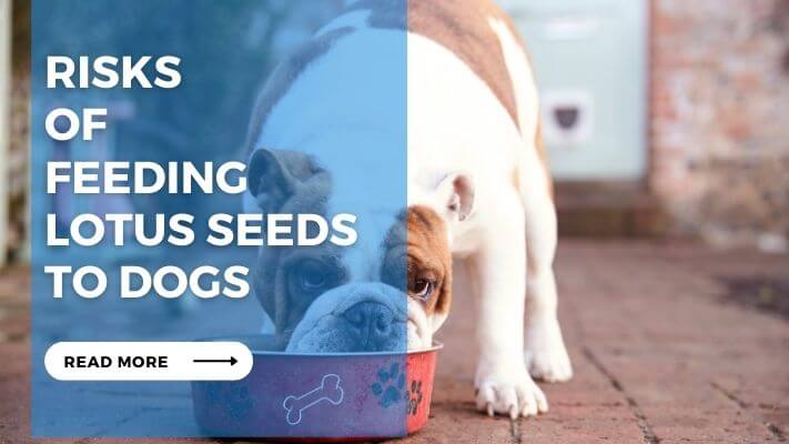 Risks of Feeding Lotus Seeds to Dogs