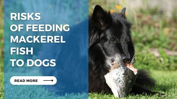 Risks of Feeding Mackerel Fish to Dogs